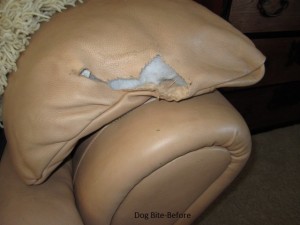 Dog Bite on a Leather Chair Repair