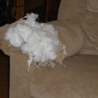 dog_ate_couch_arm_tl