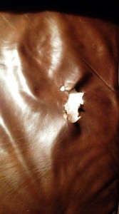 Pet Damage