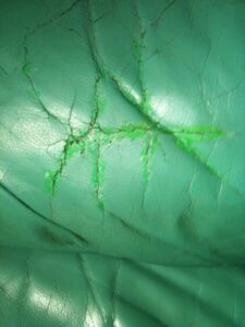 The results of a green do-it-yourself  leather dye kit bought online