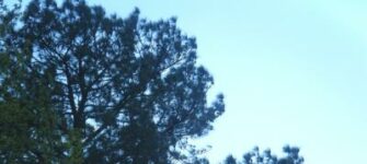 How to clean tree sap off your boat seats
