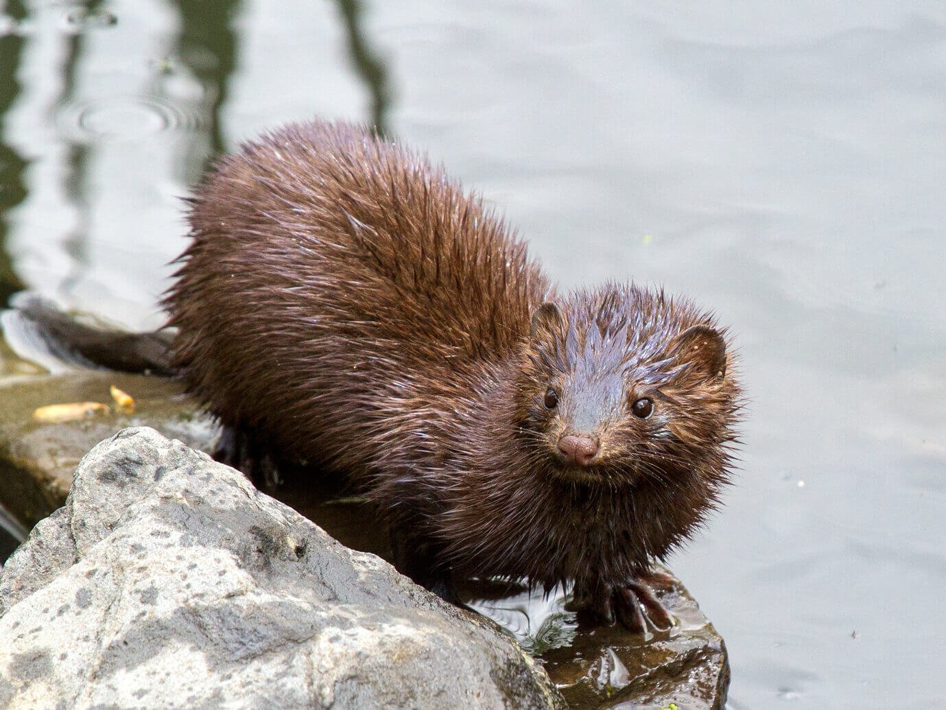 an american mink