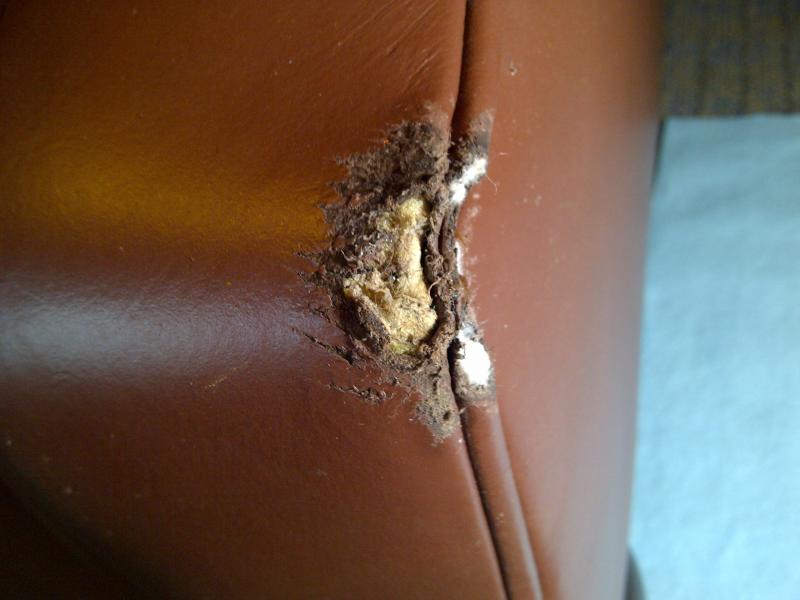 Leather sofa dog damage repair Leather sofa dog damage 2 before